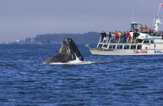 jamie-s-whaling-station